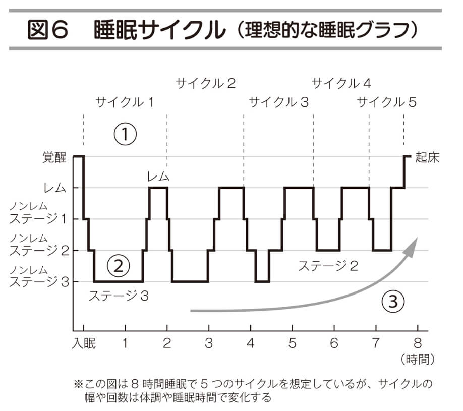 睡眠サイクル