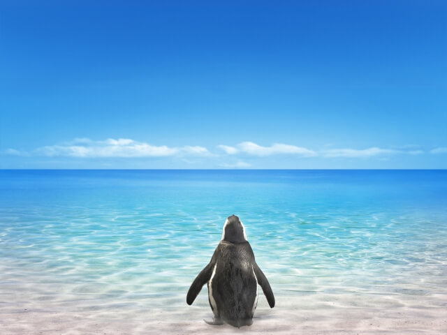 海を一人でみるペンギン